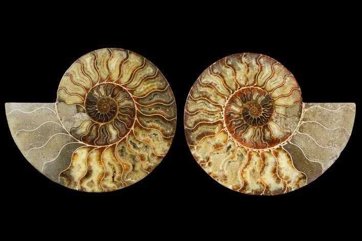 Agatized Ammonite Fossil - Madagascar #145219